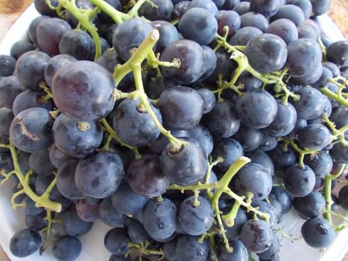 Image of Black Grape Live Plant a€ inch Sweet Seedless Hybrid Variety for Home Garden, Terrace & Balcony | Grafted Fruit Vine Tree for Organic Farming & Outdoor Growing | Healthy Angoor Plant