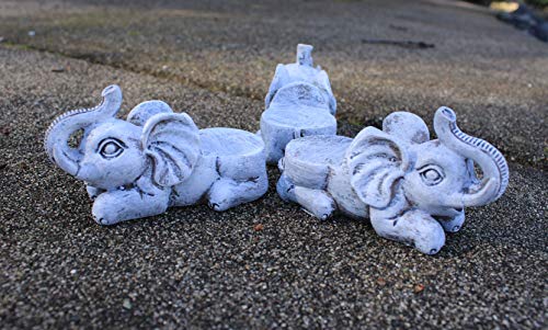 Consejos y comparativas para Comprar Pata de elefante planta para comprar hoy. 27 Consejos y comparativas para Comprar Pata de elefante planta para comprar hoy. 25