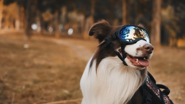 OneTigris Hundebrille, Sonnenbrille für Hunde Winddicht und staubdicht mit UV-Schutz, Langlebig und komfortabel Einstellbar Hundesonnenbrille für Schnee, Outdoor-Abenteuer, Auto - M