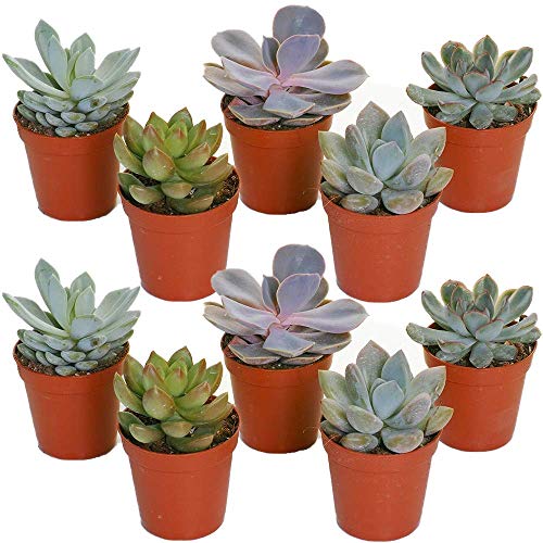Set of Mixed Echeveria House Foliage Plants Pots Home Decorative Easy to Grow (10)