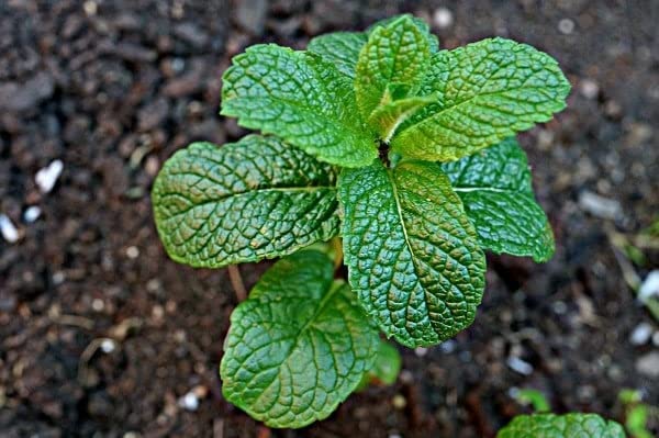 WoFLoo Pudina | Puthina | Mentha | Mint Plant | Medicinal Herbs |...