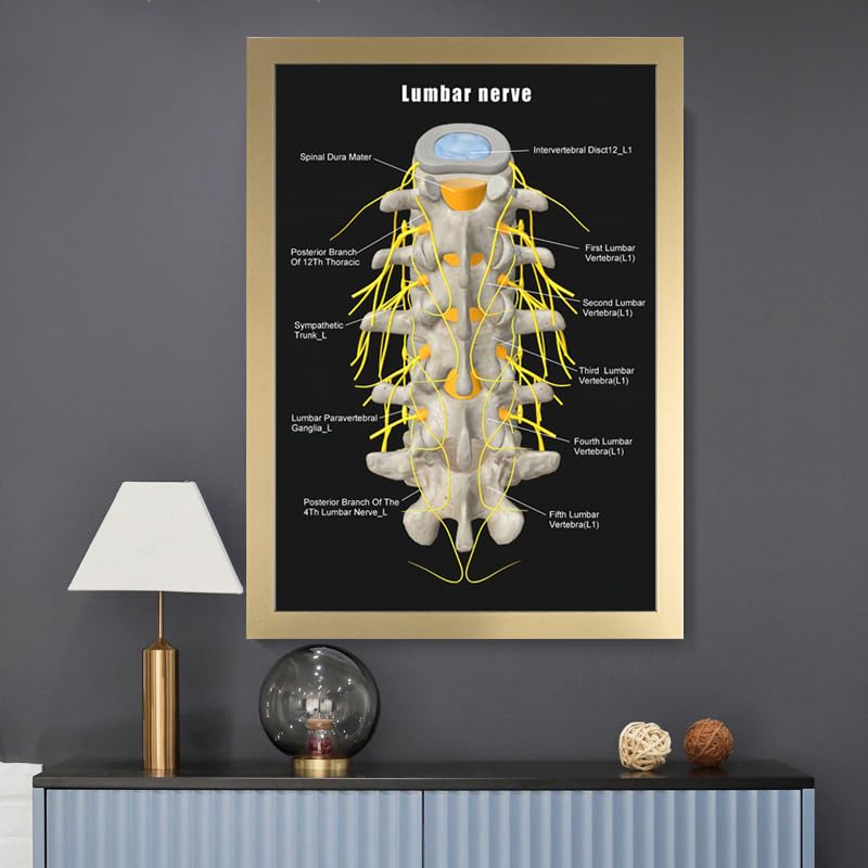 Image of Taanfu Body Educational Learning Anatomy Posters ，Lumbar nerve Art Lumbar Villi Anatomy Art Poster Digestive System Organs Illustration Small Intestine Physiology Anatomy Wall Art Villi