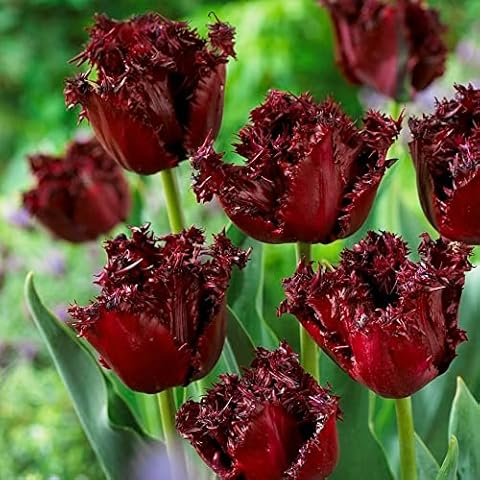 KUVIAS 7 x Tulip Labrador Perennial Spring Flowering Bulbs - Impressive Maroon Red Sturdy Flowers, Perfect for Outdoor & Indoor Plant Gardening - Great Addition for Beds, Borders, Garden & Bouquet Cover