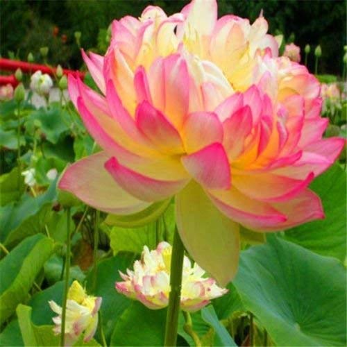 NooElec Seeds India Green Gardens Yellow Petals Tipped with Pink Philippine Gold Lotus Seeds -15 Seeds (B07HCCW41N) Amazon Price History, Amazon Price Tracker