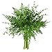 Floralsecret 10 StüCk KüNstlicher Farn Kunstpflanzen Künstliche Farnpflanzen Outdoor Künstliche Pflanzen Boston Farn für Garten Vase Hochzeit Party Dekoration