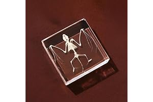 Bat Skeleton Specimen Embedded in Crystal Clear Resin: An Intriguing Specimen for...