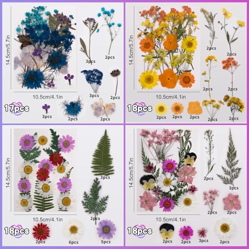 Set de Flores Secas Naturales para Proyectos DIY miniatura 6