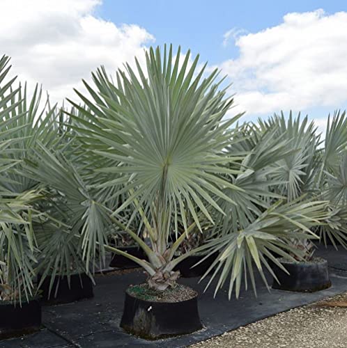 CHUXAY GARDEN Silver Bismarckia Nobilis,Bismarck Palm 20 Seeds Evergreen Palm Hardy Great for Specimen