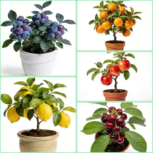 Bonsai Fruit Tree Seeds for Planting Lemon 40 Apple 40 Cherry 20 Orange 40 Blueberry 20 Seeds 5 Variety Fruit Tree Seed for Home Bonsai Outdoor Heirloom Non-GMO