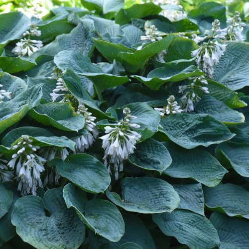 Are hosta plants safe for dogs