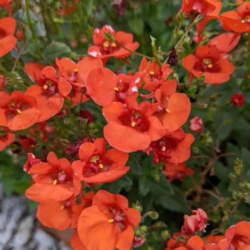 elfensporn - garten balkonpflanzen winterhart wildblumensamen garten wiesenblumen dekopflanzen topfpflanzen blumendeko winterharte für 15samen