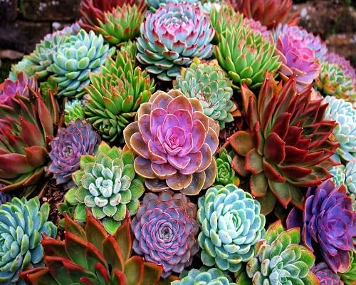 100pcs Mixed Echeveria Succulent Plant Seeds.