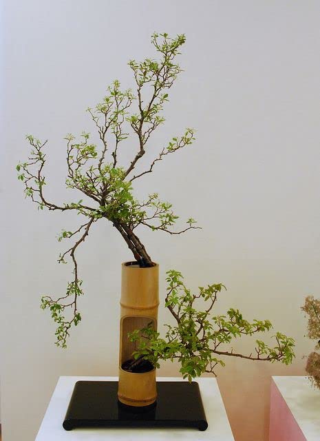 Orbit Handcraft Bamboo Hangng Planter Hanging Pot Planter Bamboo Plants Hanging Planter Bamboo Pot Planter (B0CJ582MDP) Amazon Price History, Amazon Price Tracker