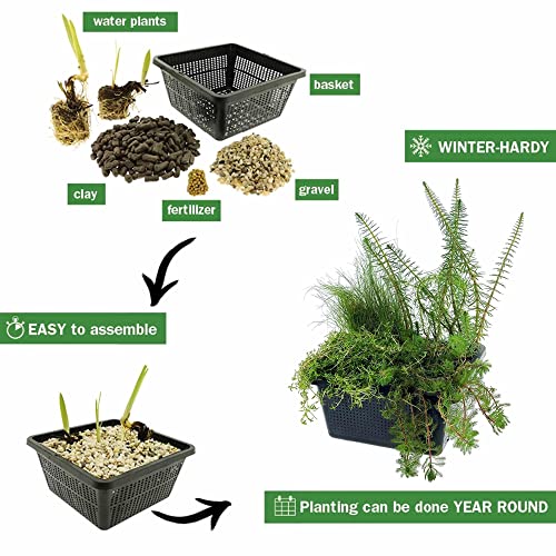 VDVELDE 4-in-1 Zuurstofplanten Mix - voor 500 liter water - 4 winterharde water zuiverende vijverplanten - inclusief vijvermand - Van der Velde Waterplanten - Afbeelding 6