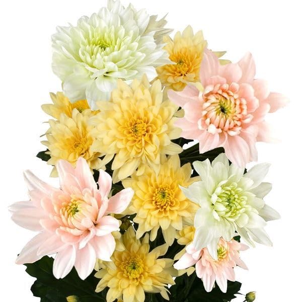 きくりんパンノキ　(ブレッドツリー、)希少　送料無料　佐川急便240サイズ きくりんパンノキ (ブレッドツリー、)希少 送料無料 佐川急便240サイズ