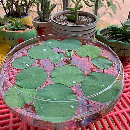 Pot à 25 cm pour d'intérieur résistant pour cactus et succulentes