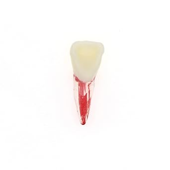5Pcs Dental Root Canal Pulp Cavity Teeth Model Endodontic Practice RCT Typodont M8007 11# 14# 16# 21# 33# 34# 35# 36# 44# 45# Practicing Study Teach (5Pcs-M8007-11#)