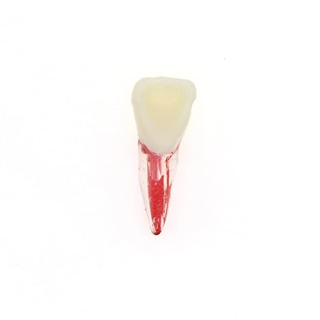 5Pcs Dental Root Canal Pulp Cavity Teeth Model Endodontic Practice RCT Typodont M8007 11# 14# 16# 21# 33# 34# 35# 36# 44# 45# Practicing Study Teach (5Pcs-M8007-11#)