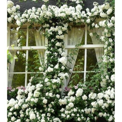 White Climbing Rose Live Plant, 5-10