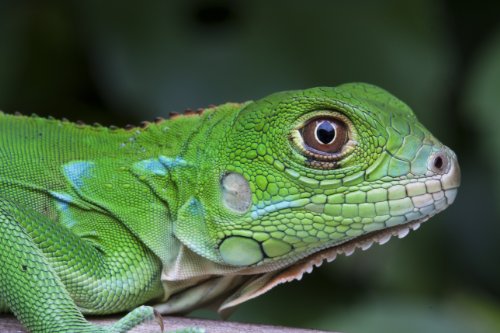 Die verrücktesten Tiere der Welt Teil 2 - National Geographic