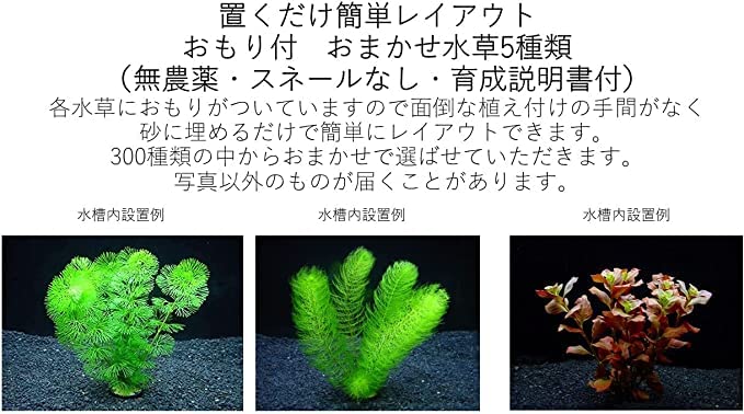Amazon.co.jp: （水草）赤系水草 置くだけ簡単 マルチリング