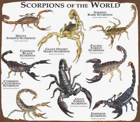 Poster Scorpions Of The World - Affiche rétro pour chambre à coucher, café, magasin - 20,3 x 30,5 cm