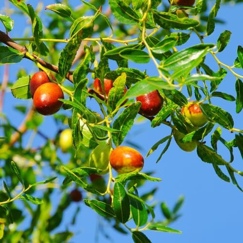 Li Jujube Tree, 8-14" Tall, Cold Hardy Jujube Tree Live Plant, Perennial Sweet Fruit Plants