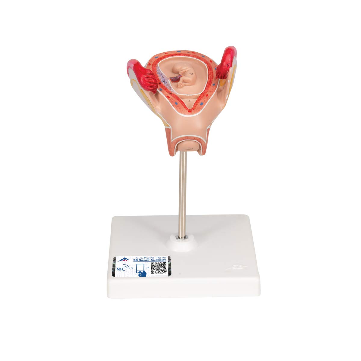 3B Scientific L10/2 2nd Month Embryo - 3B Smart Anatomy