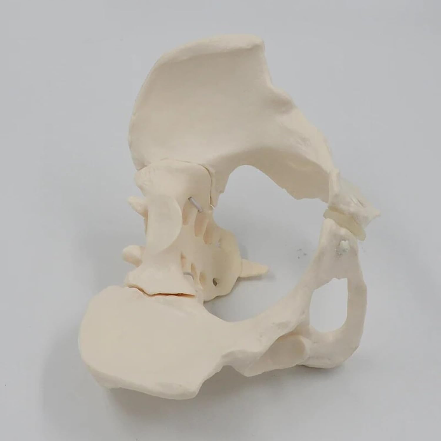 Elastyczny Żeński Model Miednicy, Model Szkieletu Miednicy Kości Krzyżowej Kości Biodrowej, Model Anatomii Ludzkiej, Może Być Zgięty, Dla Nauk Przyrodniczych