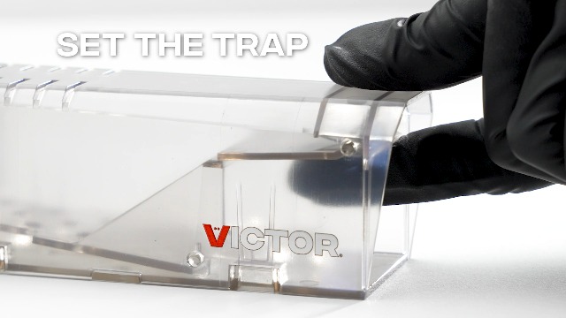 Victor M337TRI Live Catch Mouse Trap : Amazon.ca: Patio, Lawn & Garden
