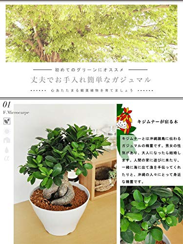 Amazon｜LAND PLANTS 観葉植物【樹形を選べる】 選べる 超幹太 特大