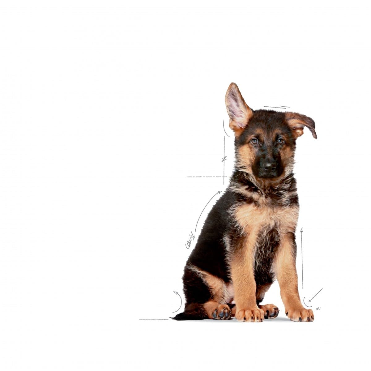 Royal Canin Alimento Cane Maxi Junior - 15000 gr