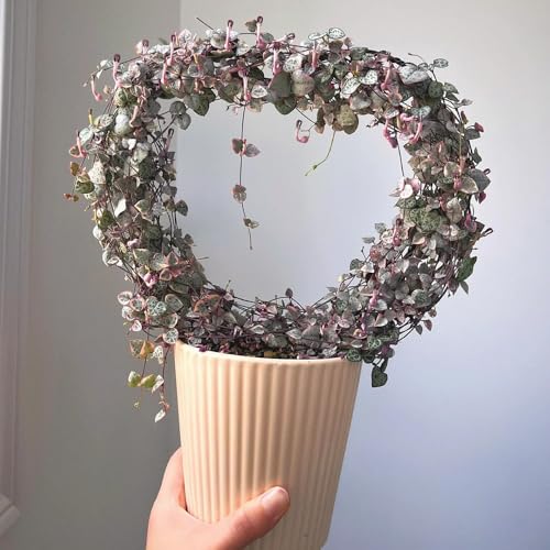 Semillas de flor de candelabro ceropegia woodii Plantas de balcón perennes resistentes Plantas raras, semillas para bancales elevados semillas de bonsái, plantas resistentes en maceta 125pcs