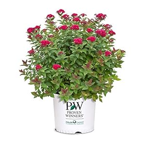 Double Play Doozie Spirea, 2 Gal, Red to Purple Flowers