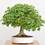FStening 10 Pièces Graines D'érable Nain Arbustes à Feuilles Caduques Vivaces Feuille Magnifique En Couleur Surface Rugueuse Culture Simple Convient Aux Débutants Pour Planter à La Maison