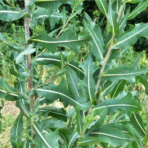 Wild Lettuce 50 Seeds (Lactuca virosa) Heirloom - Non GMO - Open Pollinated