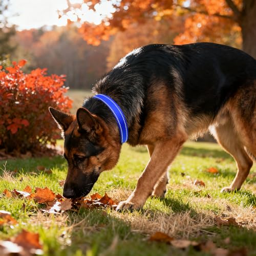 Image of Taglory Reflective Extra Large Dog Collar, Comfortable for Safe Night Walks