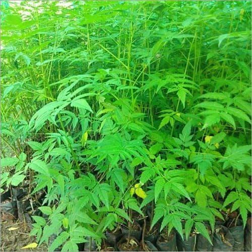 Herb Neem Plant for Outdoor with Grow Bag (Multicolor, 150mm) (3909)