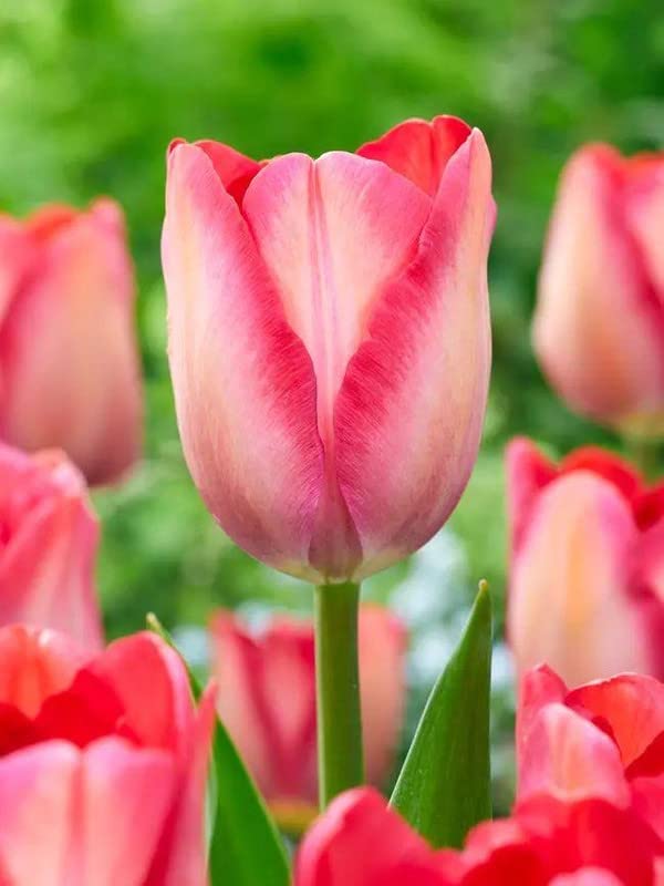 Siddhi Vinayak Gallery® Imported Variety Pink color tulip Flower bulbs pack of 2 flower bulbs