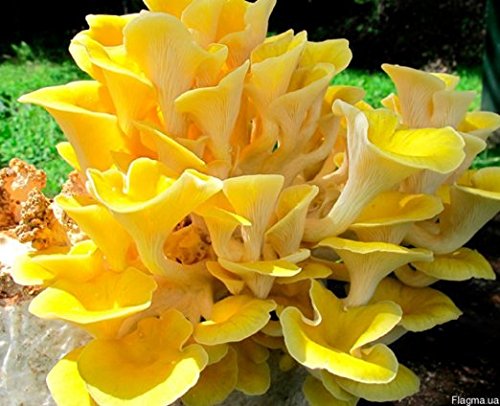 25 Gram Any Dry Seeds Infected of Spores Mushroom (Pleurotus citrinopileatus) Mycelium Spawn