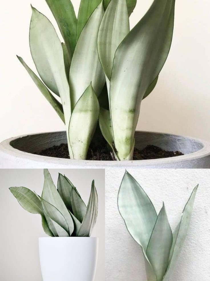 BEST OF AIR PURIFY EXPERT Silver Snake Plant | Good Luck Snake Plant (Pack Of - 1)|-image-45