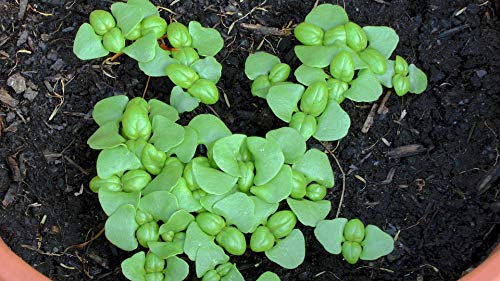 Basilikum Italienisch Großes Blatt Kräutersamen (Ocimum basilicum) 100 + Seeds - Image 4