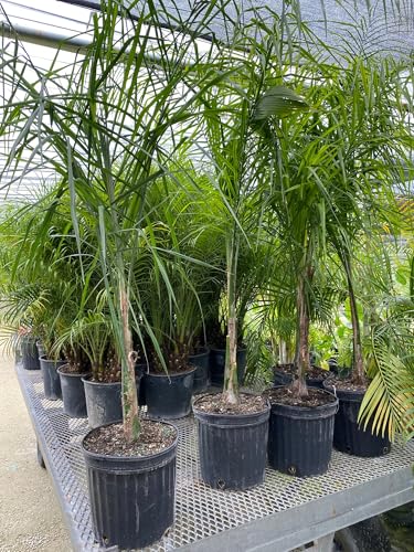 Queen Palm, Cocos Plumosa – Tropical Exotic Plant, Low Maintenance, Air Purifying Garden Plant, Year-Round Outdoor Live Plant, Ideal for Patios, Landscapes (3gal Pot, 3-4ft)