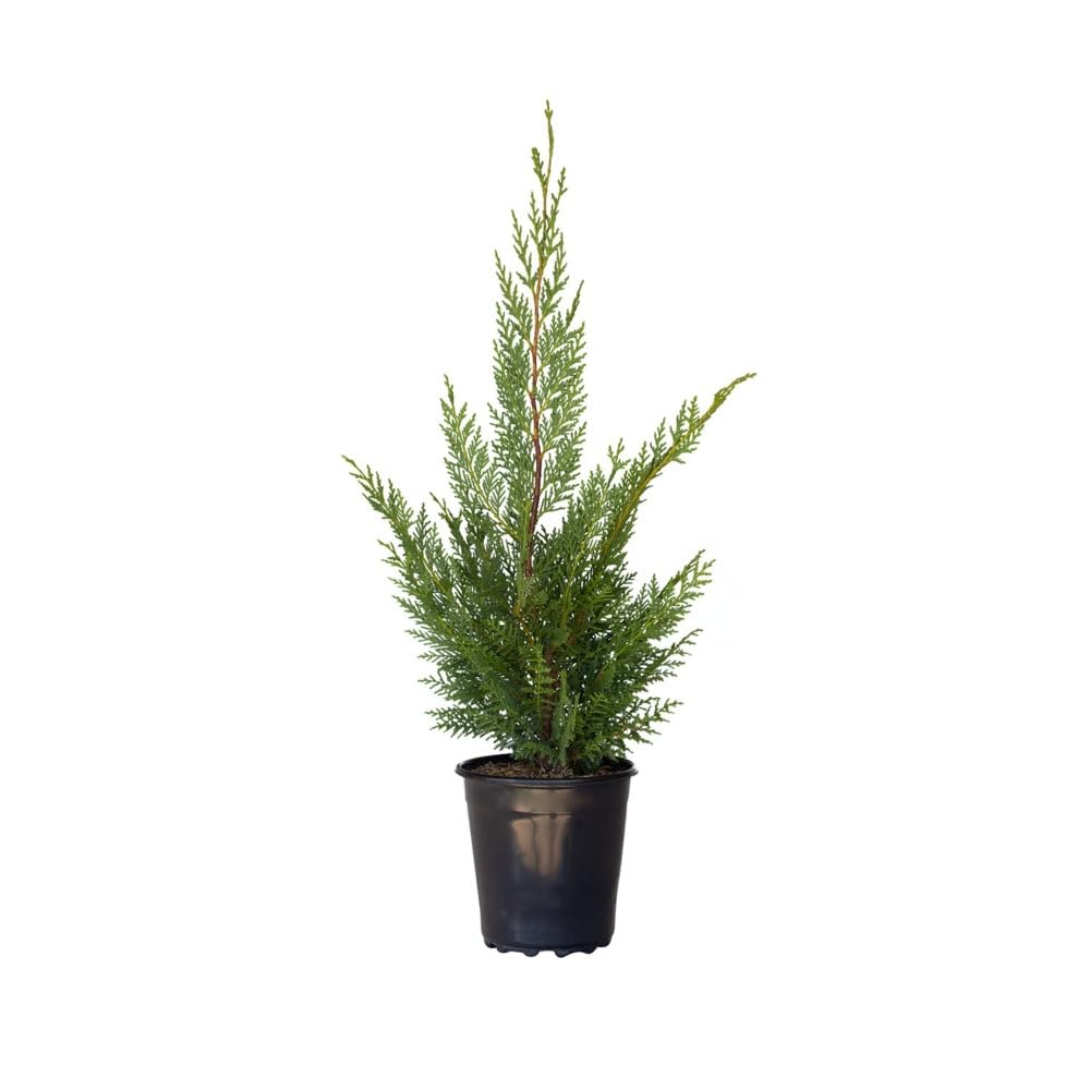 Plants by Mail 2.5 Quart - Leyland Cypress Tree, Green