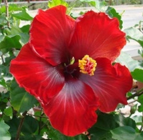 Hoochie Coochie - Exotic Tropical Hibiscus rosa-sinensis Hybrid - Live Plant Fancy Single Dark Red Flower - Emerald Goddess Gardens- Starter Sz 4 Inch Pot