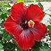 Emeralds TM Tropical Exotic Cajun Hibiscus Single Deep Red Hoochie Coochie 4" Pot Emerald Brand