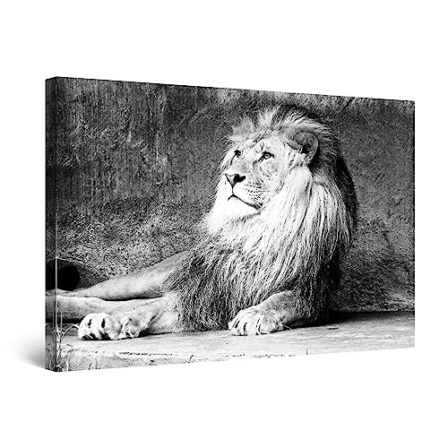 Startonight Quadro su Tela Bianco e Nero Re Leone, Stampe Incorniciato e Pronta da Appendere Design Moderno Arredamento Arte Fotografia Grande Formato 80 x 120 cm Luminoso al Buio