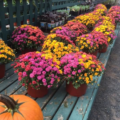 2 Assorted Chrysanthemum Plants Live Vibrant Mum Flower Plants for Garden Landscape from 5 Inc Long
