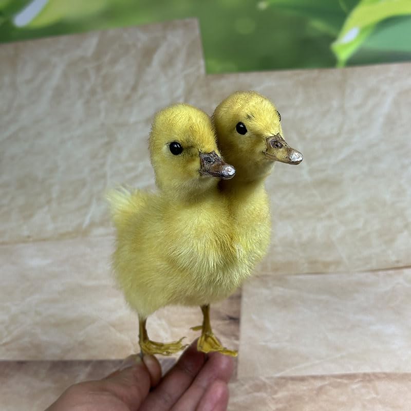 Animal specimens Filled with Real Eurasian Goose/Duck specimens Teaching/Decoration/Props Decoration (Yellow - Two-Headed Duckling)