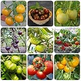 100 piezas semillas de tomate, semillas de tomate, Kit de cultivo para hortalizas, plantas resistentes en macetas. comprar plantas de tomate Regalos de verduras de balcón para los